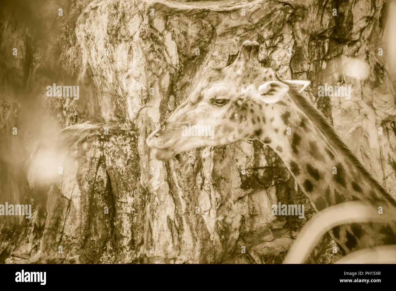 Soft focus of cute Giraffe, Giraffa camelopardalis, mammal ruminant of ...