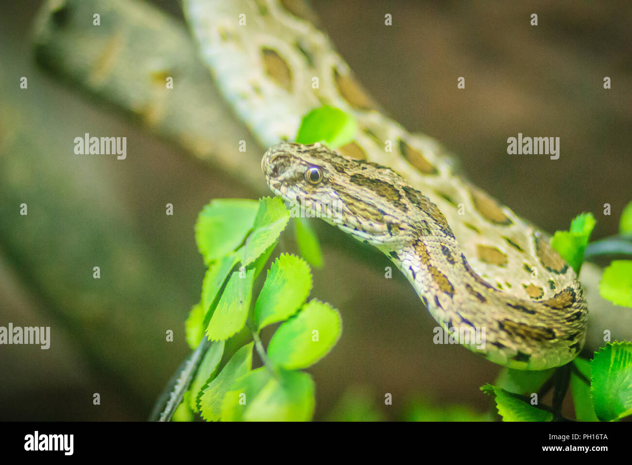 Daboia siamensis snake, a venomous viper species that is endemic to parts of Southeast Asia, southern China and Taiwan. Common named Eastern Russell's Stock Photo