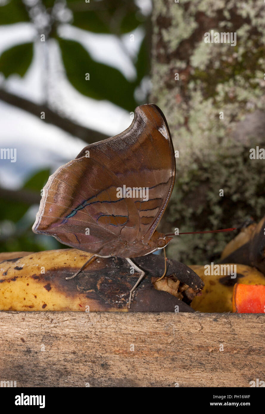 Butterfly, Historis odius, single adult feeding on bananas. Taken April