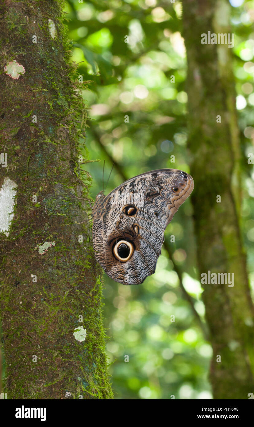 Owl Butterfly, Caligo ilioneus, resting on side of tree in forest