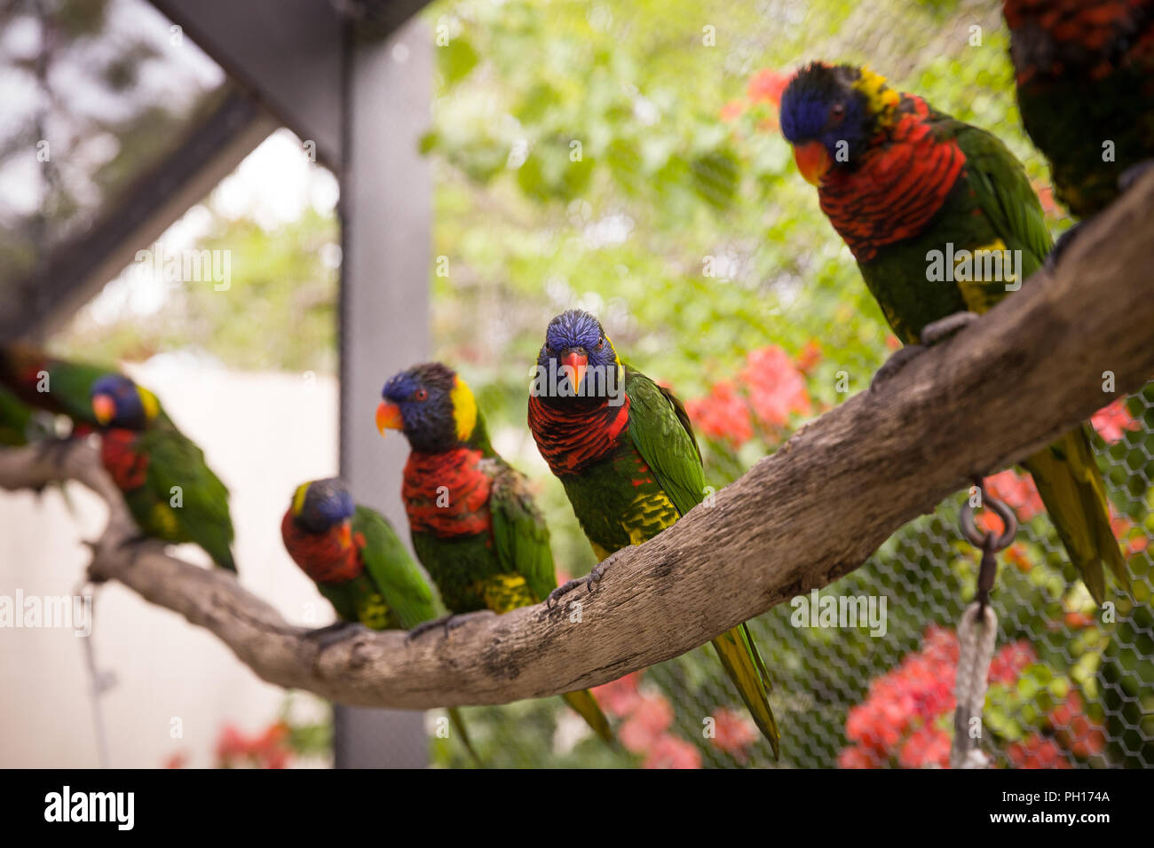 View of Macaw bird sitting on the perch. Beautiful colorful parrots sitting on ...