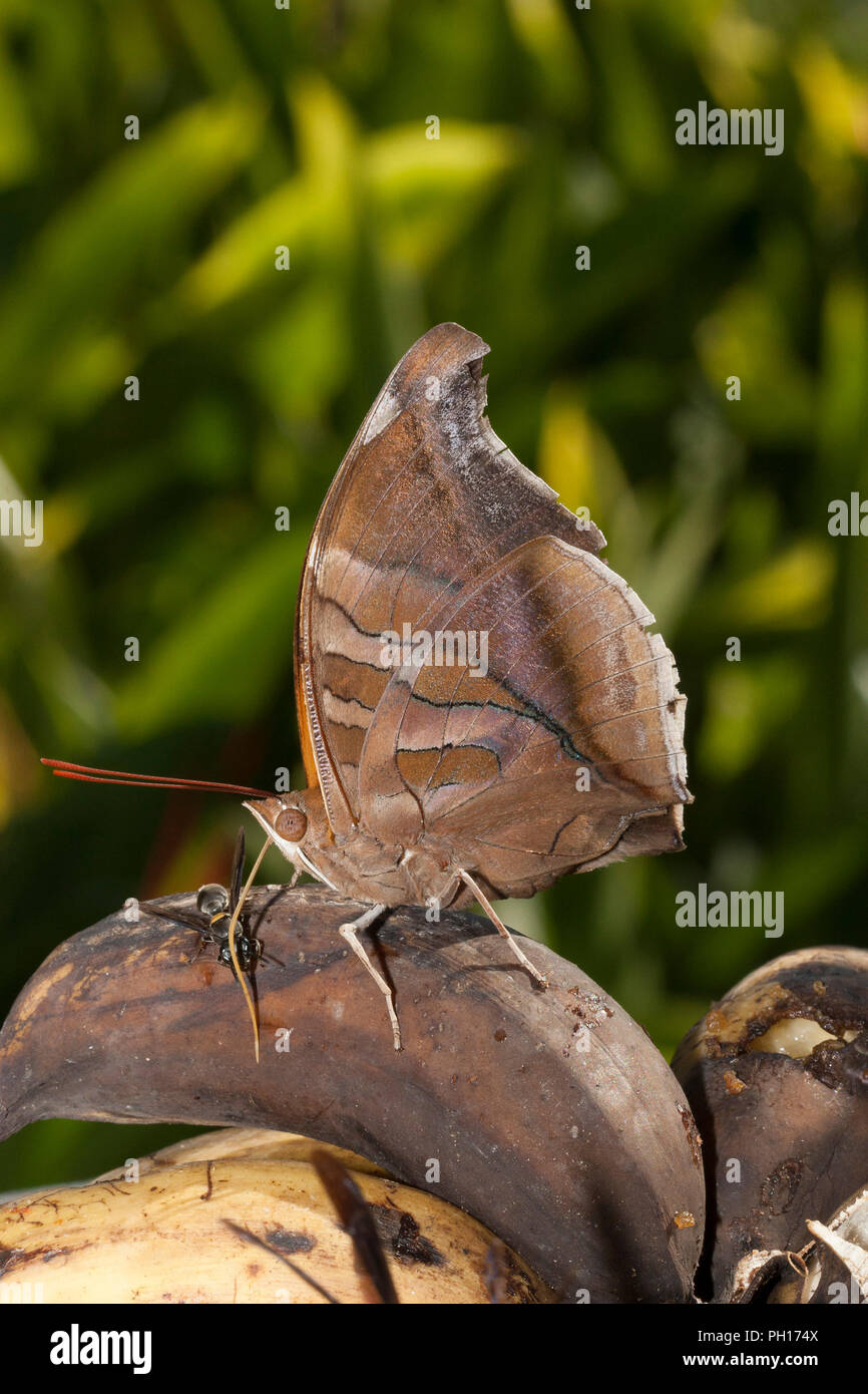 Butterfly, Historis odius, single adult feeding on ripe banana.  Taken June. Atlantic Rainforest, Brazil. Stock Photo