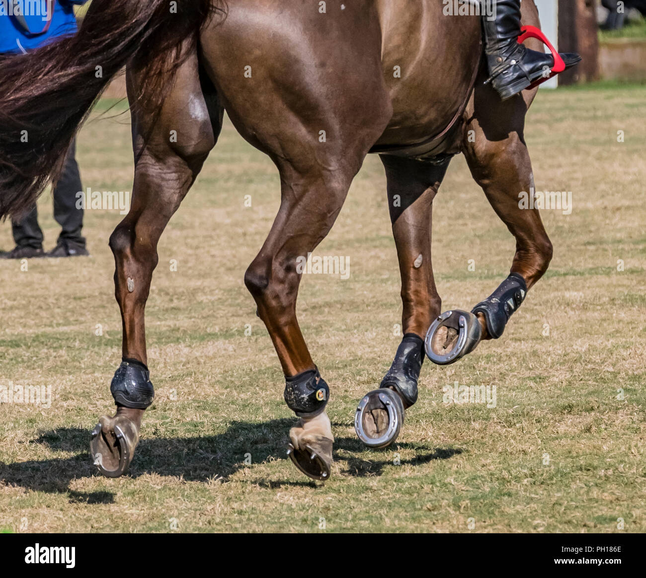 flying hooves at the showpark racing festival 1.45m Gold Tour Grand Prix Longines Ranking Class Stock Photo