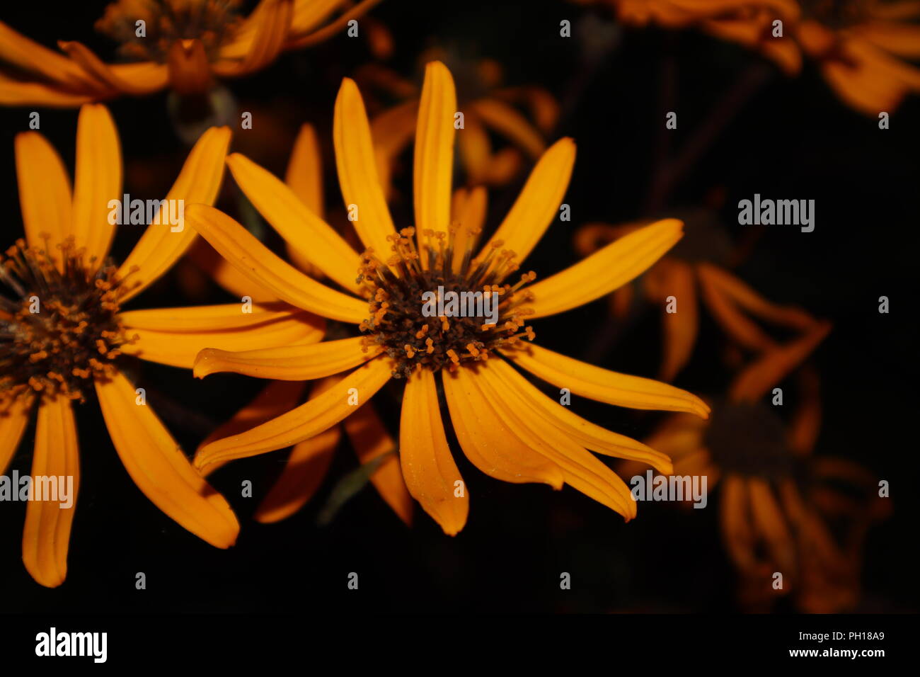 Orange Flowers with dark background Stock Photo