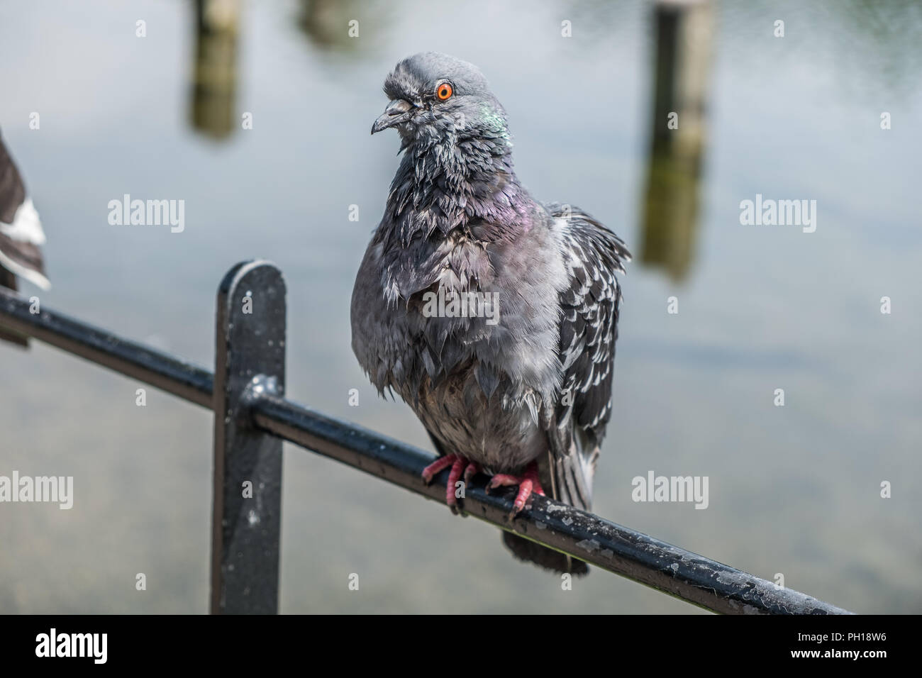 pidgeon Stock Photo