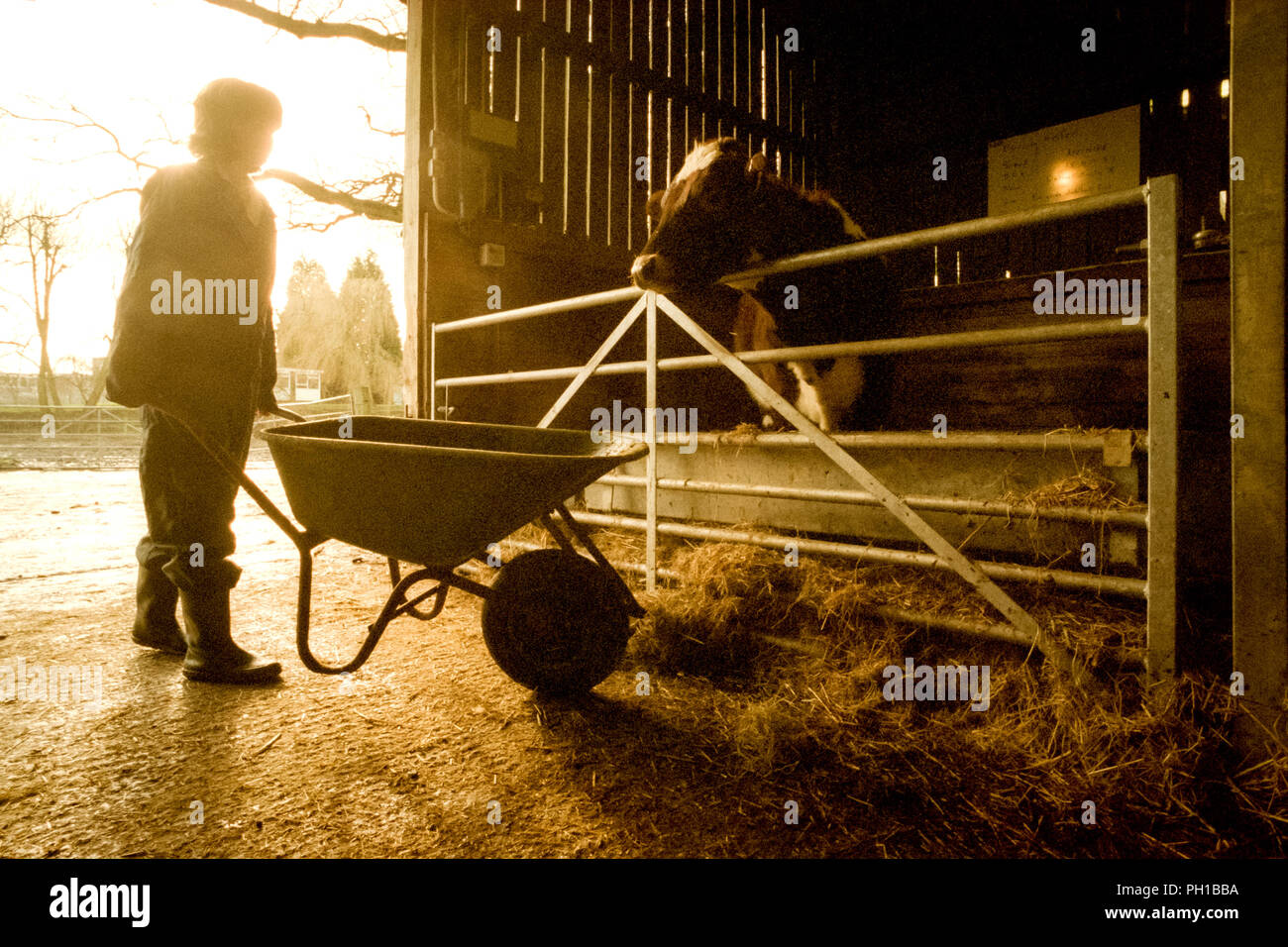 Oathall Community College farm in Haywards Heath Stock Photo