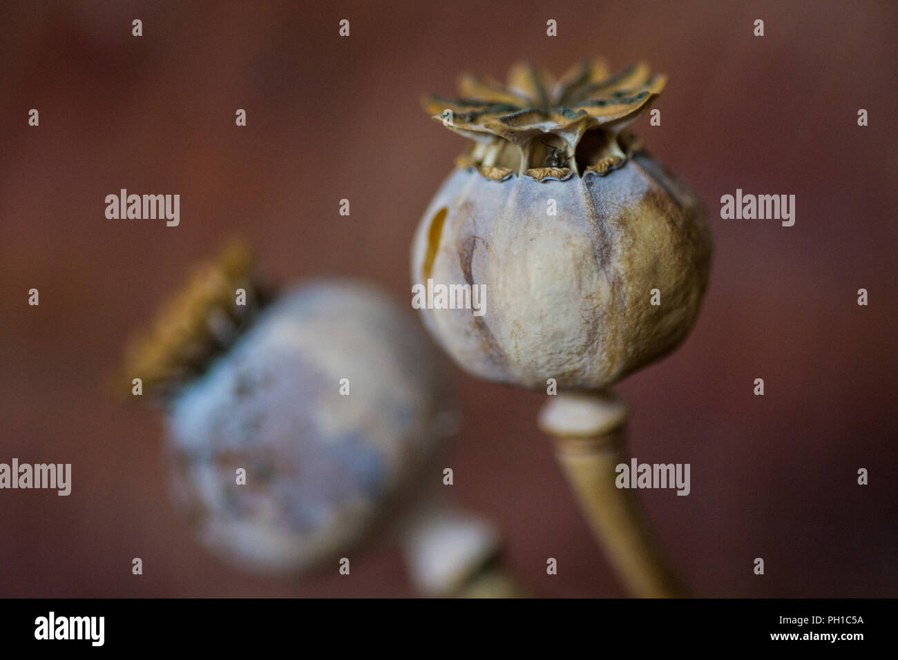 Poppy Shell close up of dried poppy seed head against a brown background fine art ...