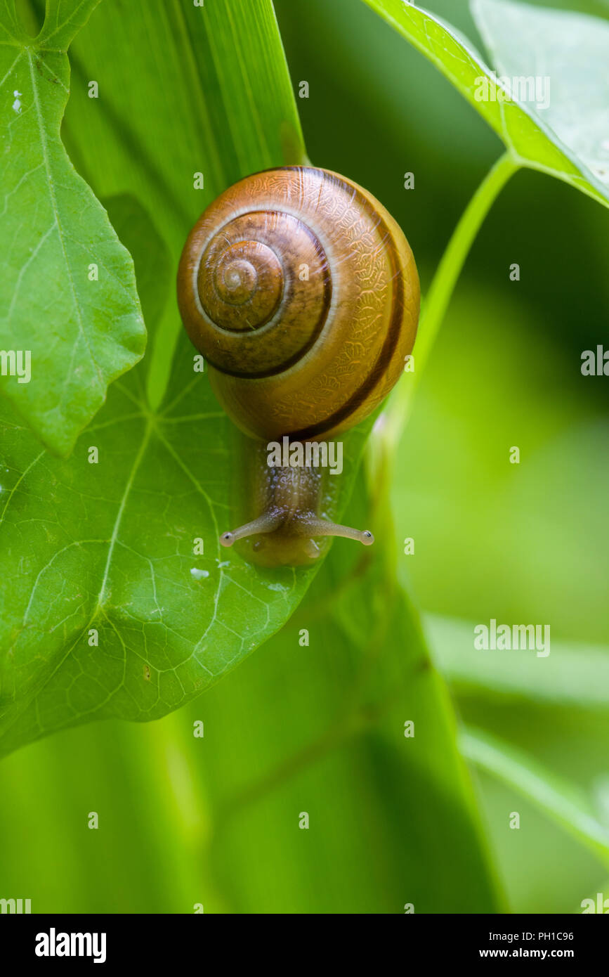 White-lipped snail (Cepaea hortensis) crawling on a leaf. Stock Photo