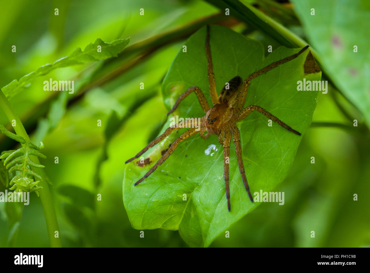 Juvenile Raft Spider (Dolomedes fimbriatus) (female) on a leaf. Stock Photo