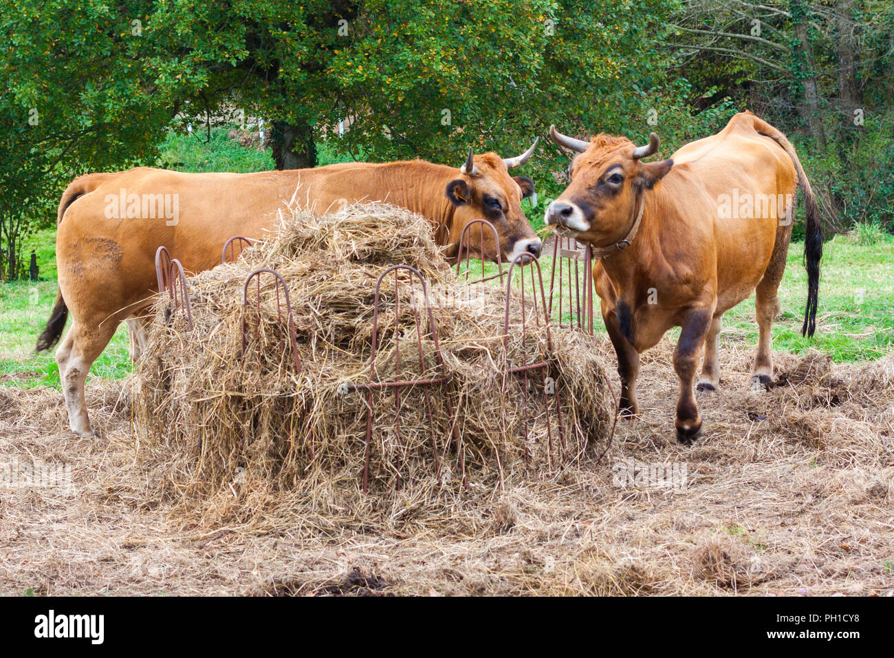 Two brown cows eating hay on the farm Stock Photo