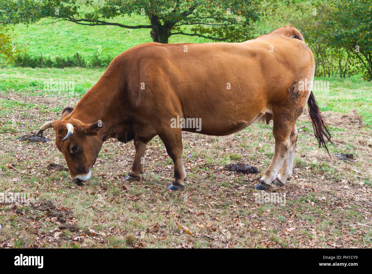 Brown cow grazing on the fram Stock Photo - Alamy