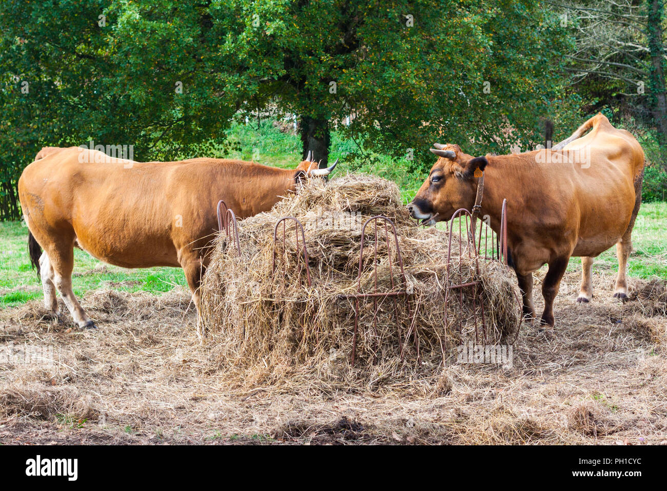Two brown cows eating hay on the farm Stock Photo