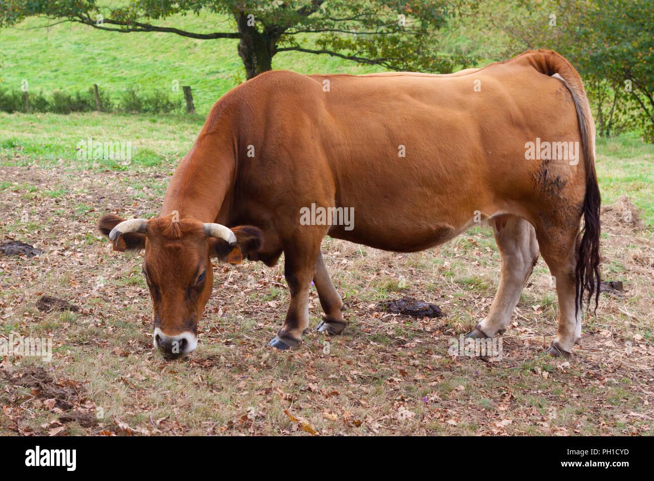 Brown cow grazing on the fram Stock Photo