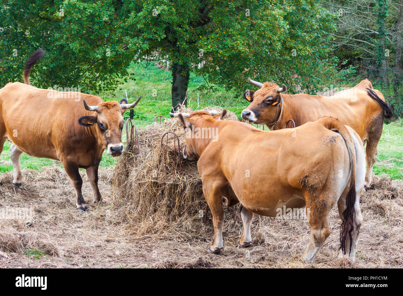 Three brown cows eating hay on the farm Stock Photo