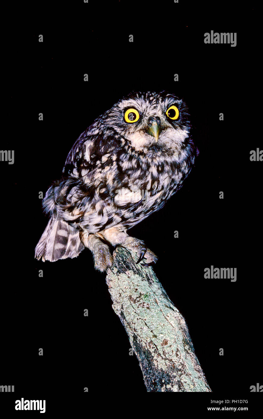 Little owl (Athene noctua) at night. Southern Spain. Europe Stock Photo