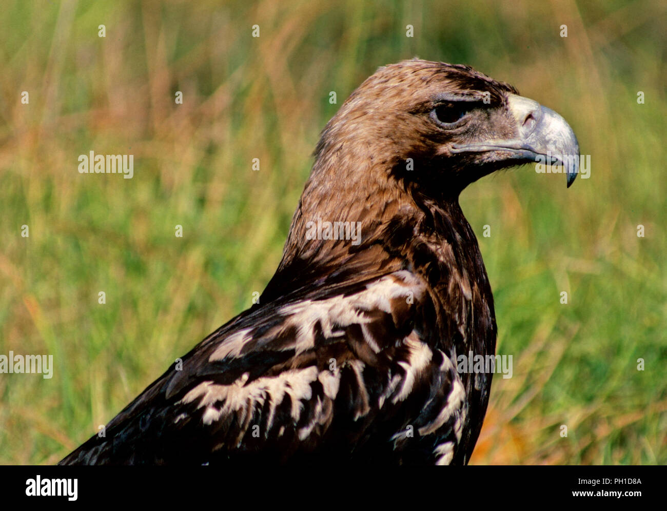 Spanish imperial eagle (Aquila adalberti) - adult. Southern Spain. Europe Stock Photo