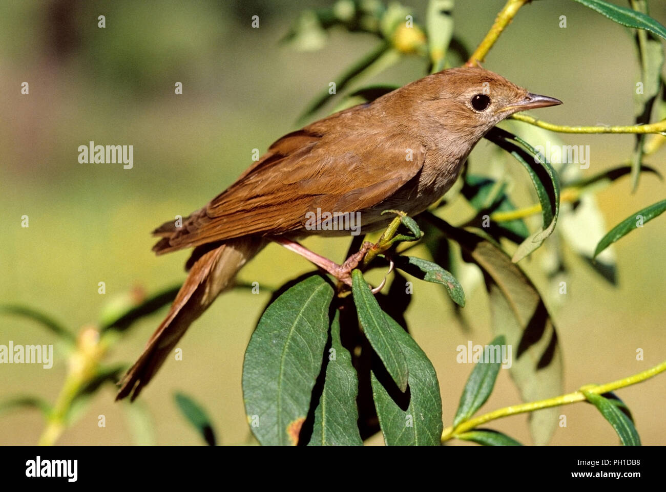 Common nightingale (Luscinia megarhynchos). Southern Spain. Europe Stock Photo