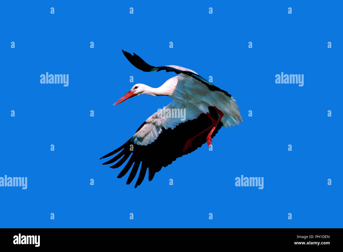 White stork (Ciconia ciconia) in flight. Southern Spain. Europe Stock Photo