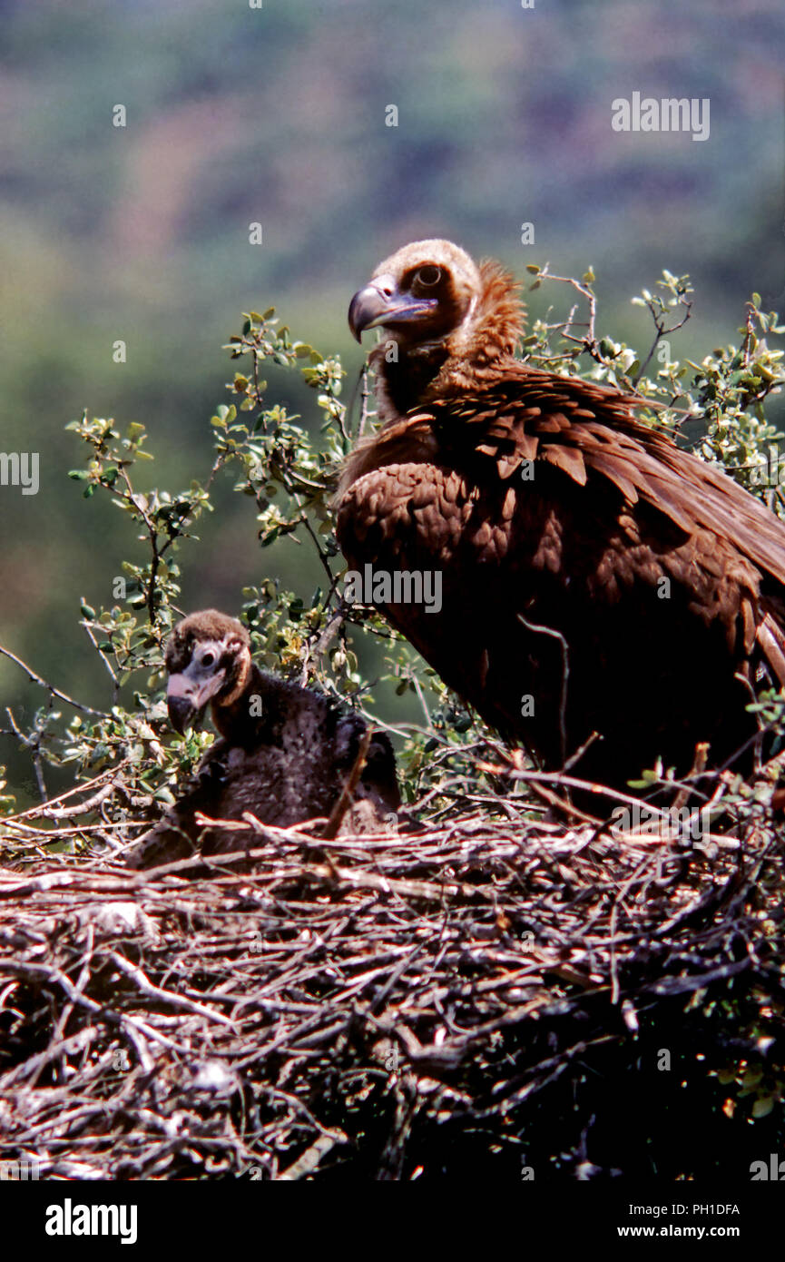 Eurasian Black Vulture (Aegypius monachus) - nest on a cork oak, whit adult and a chick. Southern Spain. Europe Stock Photo