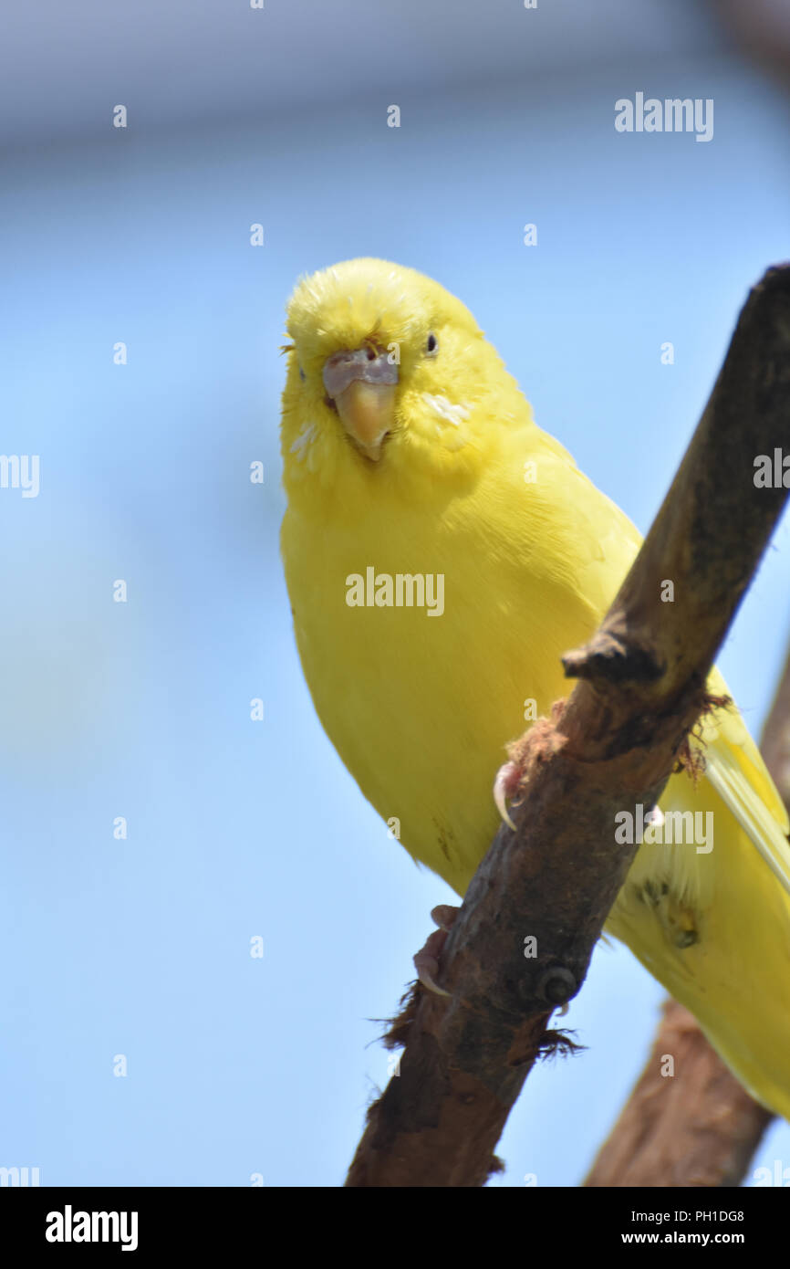 yellow budgie