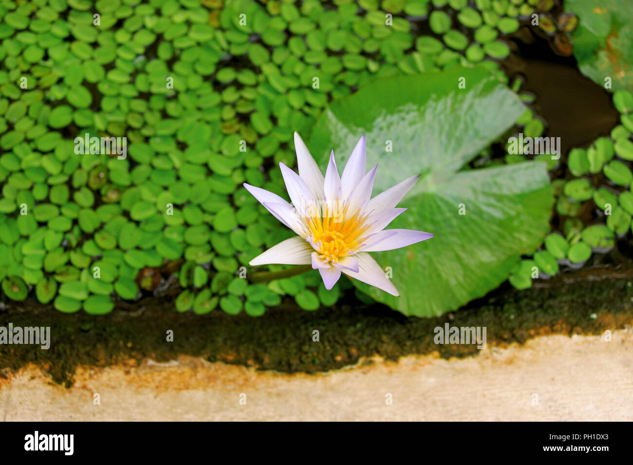 Lotus Flower Above High Resolution Stock Photography and Images - Alamy