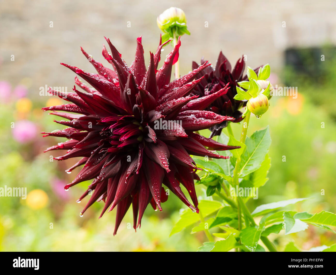 Large, dark red cactus flower of the half hardy summer toautumn flowering Dahlia 'Black Narcissus' Stock Photo