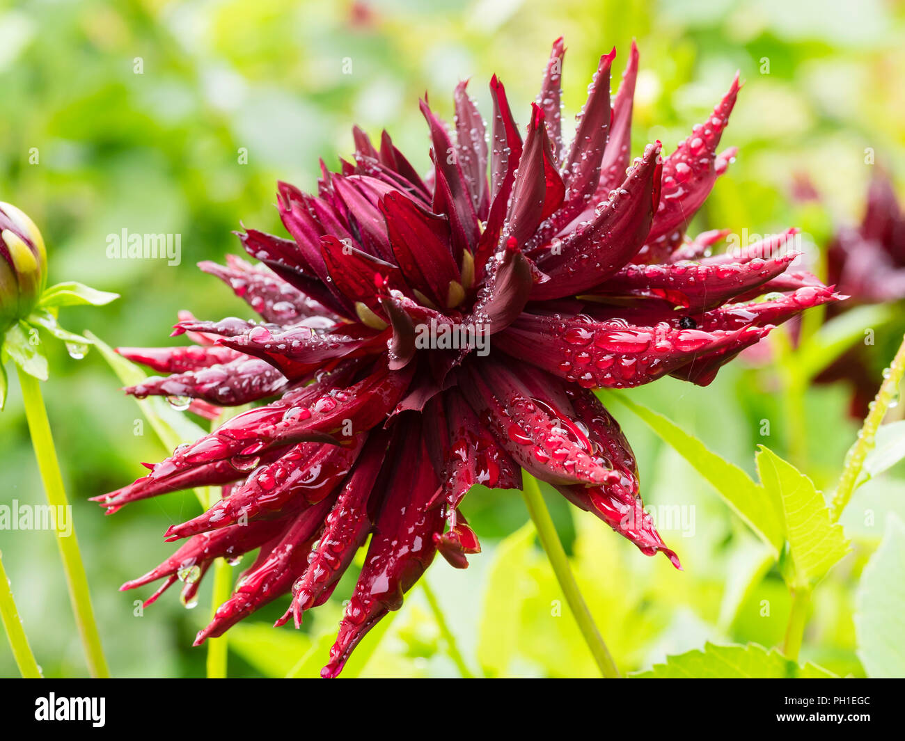 Large, dark red cactus flower of the half hardy summer toautumn flowering Dahlia 'Black Narcissus' Stock Photo