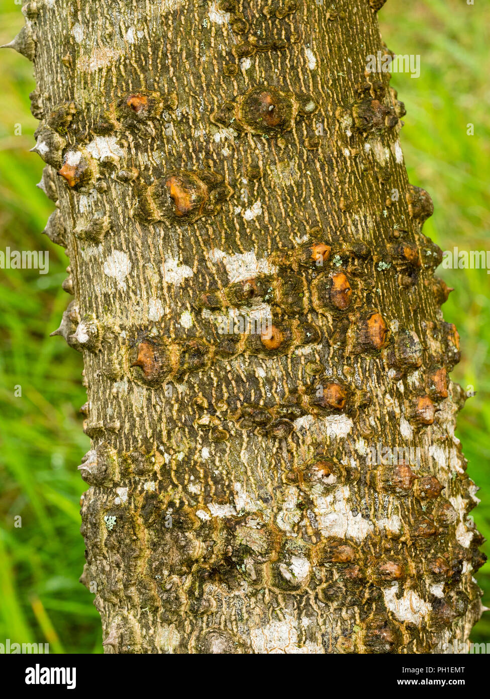 Warty bark of the half hardy prickly ash tree, Zanthoxylum ailanthoides Stock Photo