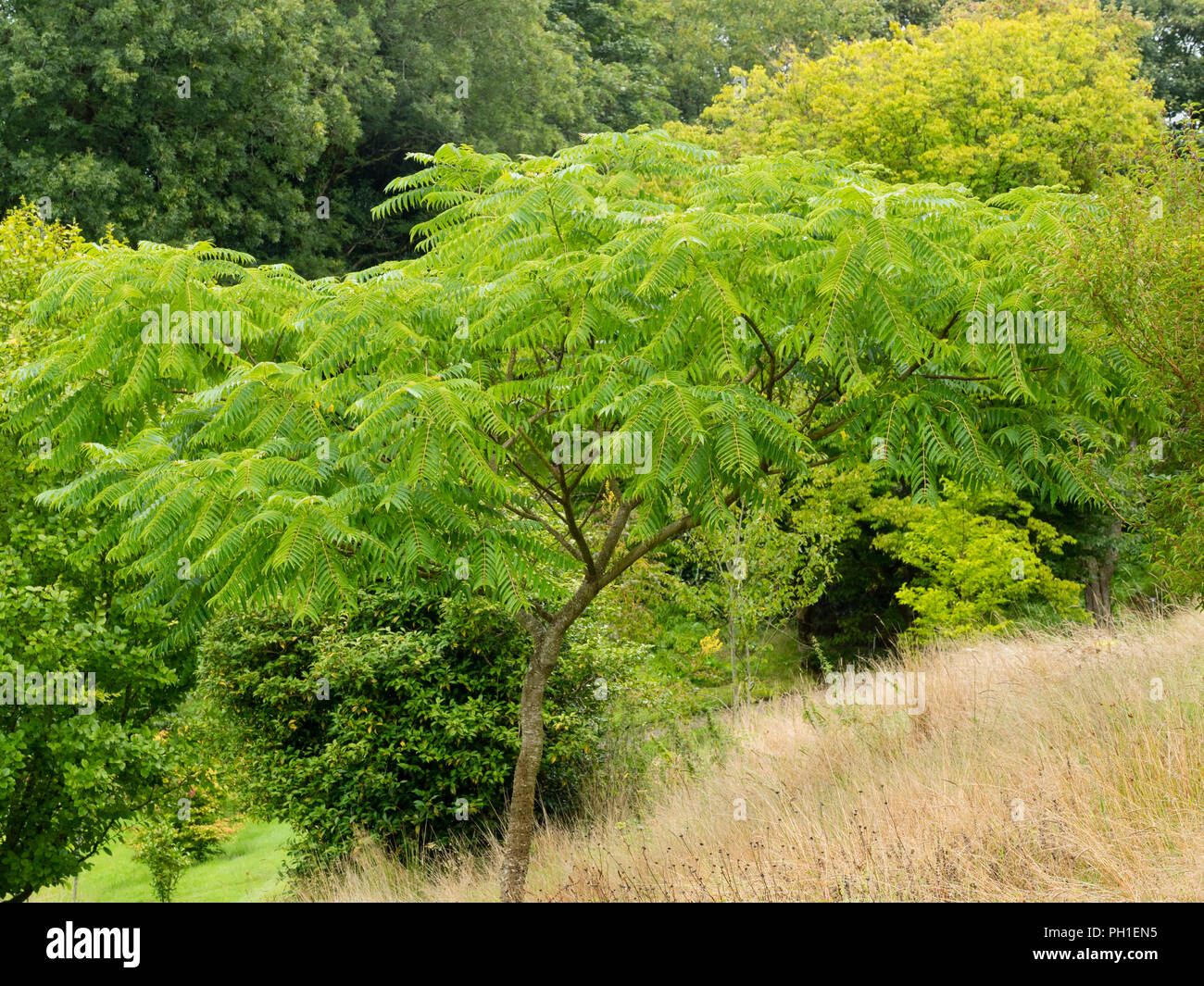 Pinnate foliage and spreading habit of the half hardy prickly ash tree, Zanthoxylum ailanthoides Stock Photo