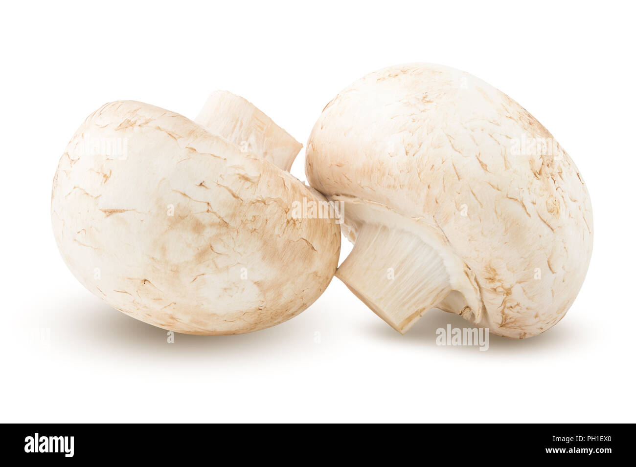 mushroom, champignon, isolated on white background, clipping path, full depth of field Stock Photo
