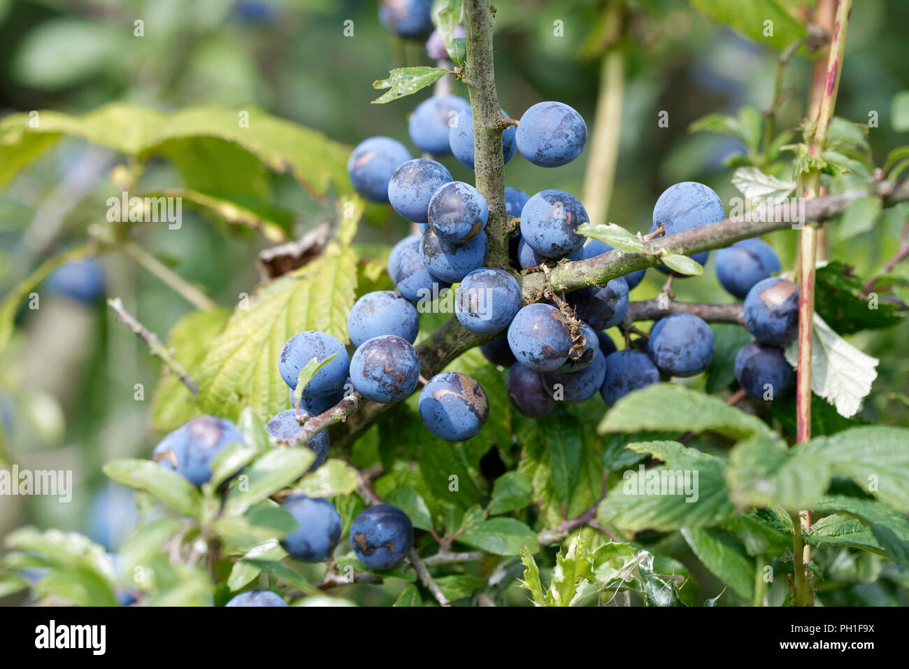Sloe berries on a blackthorn bush Stock Photo Alamy