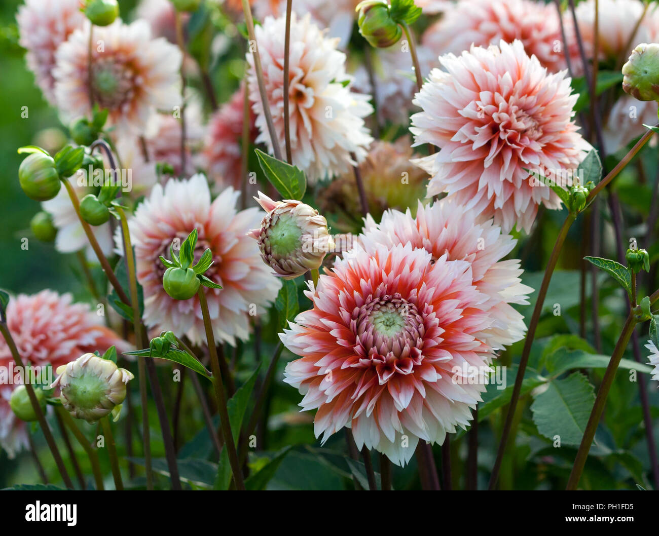 a lot of chrysanthemums of white and medium size with white petals and red-orange-pink cores, delicate color, growing in the garden is natural, Stock Photo