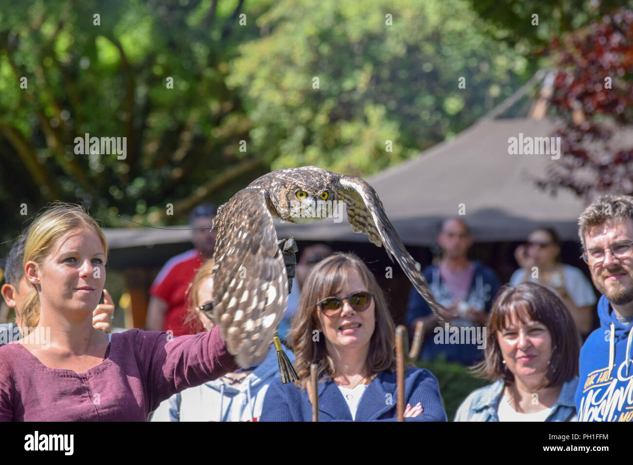 African Spotted Eagle Owl Stock Photo