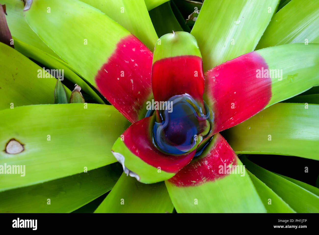A green and red bromeliad (Neoregelia sp.) in a garden in Kauai, Hawaii, USA. The central well of the bromeliad is filled with water. Stock Photo