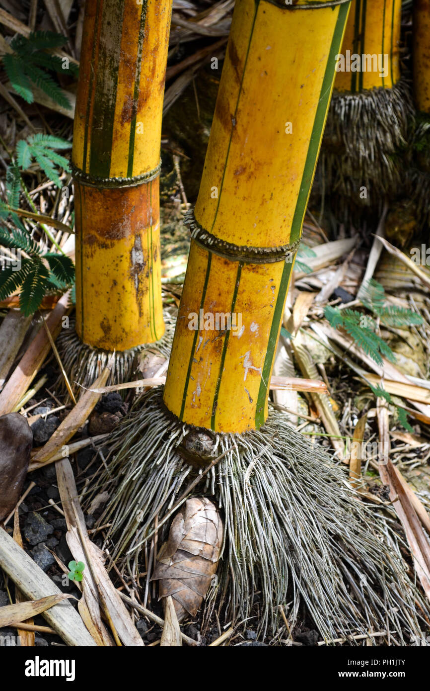 Greenstripe Vivax bamboo (Phyllostachys vivax f. aureocaulis) showing fibrous roots in Kauai, Hawaii, USA Stock Photo