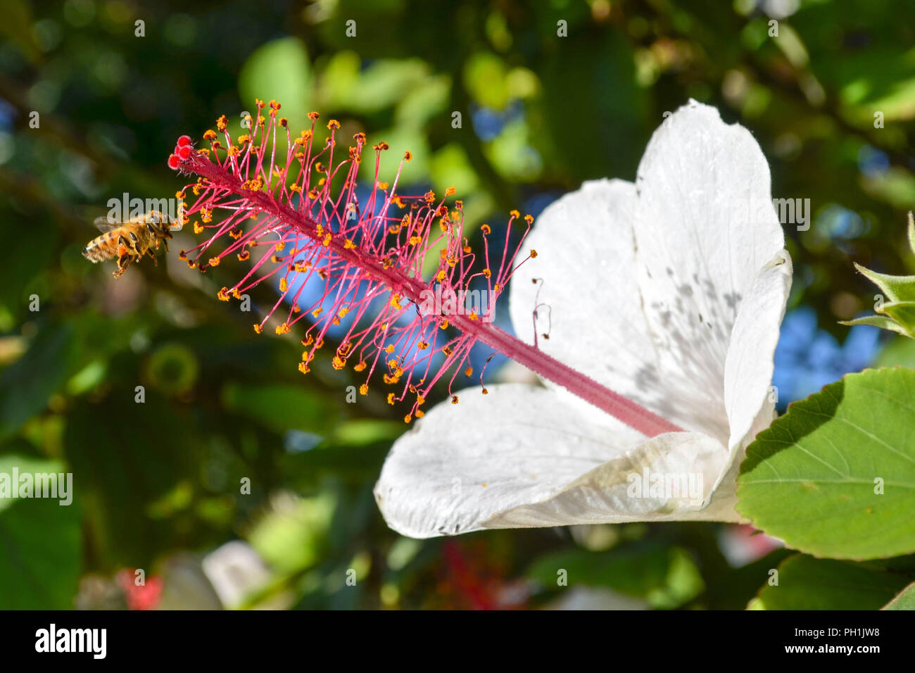 White Kauai Rosemallow or kokiʻo keʻokeʻo (Hibiscus waimeae) being visited by a honey bee, growing in  Koke'e State Park in Kauai, Hawaii, USA. Stock Photo