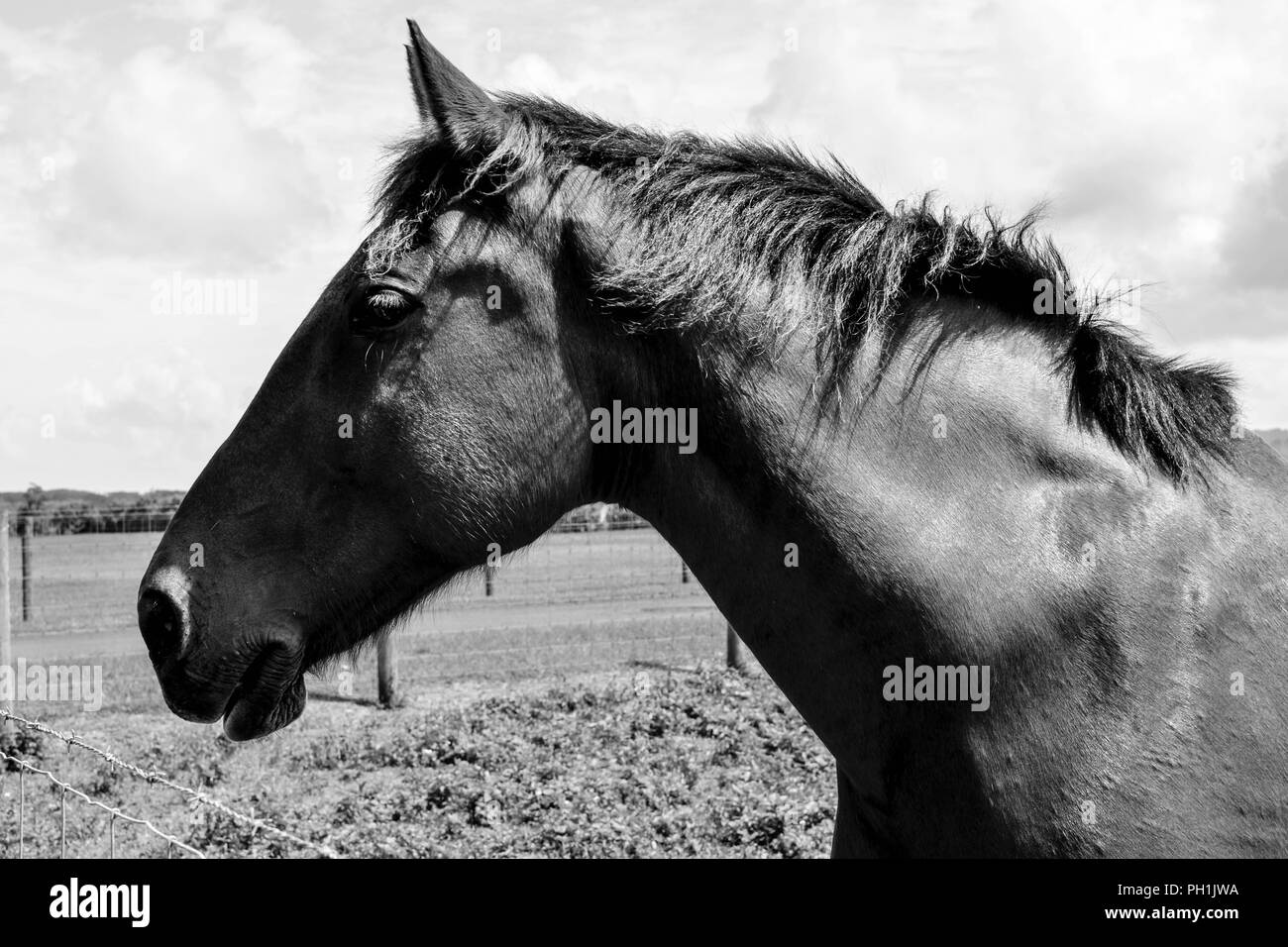 Black and white image of a horse (head, neck, and upper shoulders) in a field in Kauai, Hawaii, USA. Stock Photo