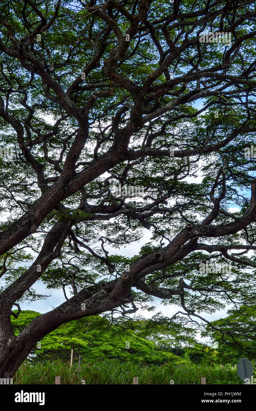 Dense tree branches against a tropical blue sky in old Koloa town, Kauai, Hawaii, USA Stock Photo