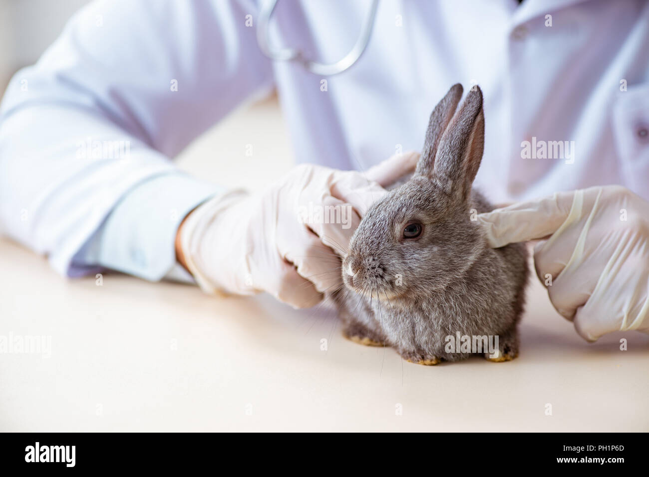 Vet doctor checking up rabbit in his clinic Stock Photo - Alamy