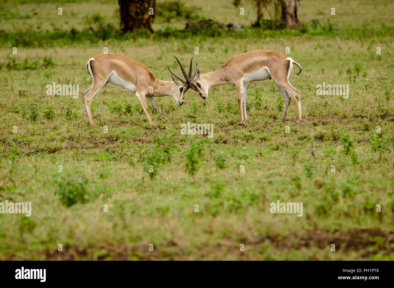 Pair of young male Grant's gazelle (Nanger granti) buicks spar in Tanzania Stock Photo