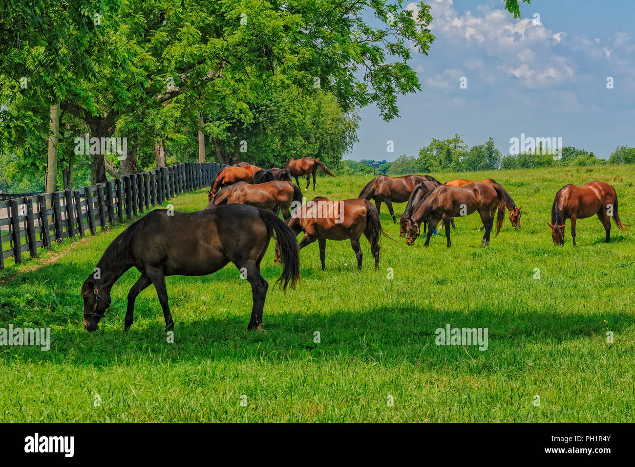 Thoroughbred Horses in Kentucky Stock Photo Alamy