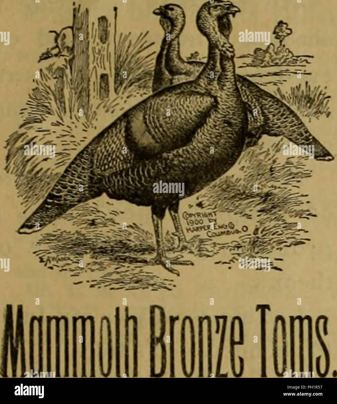 "The Southern planter" (1882 Stock Photo Alamy