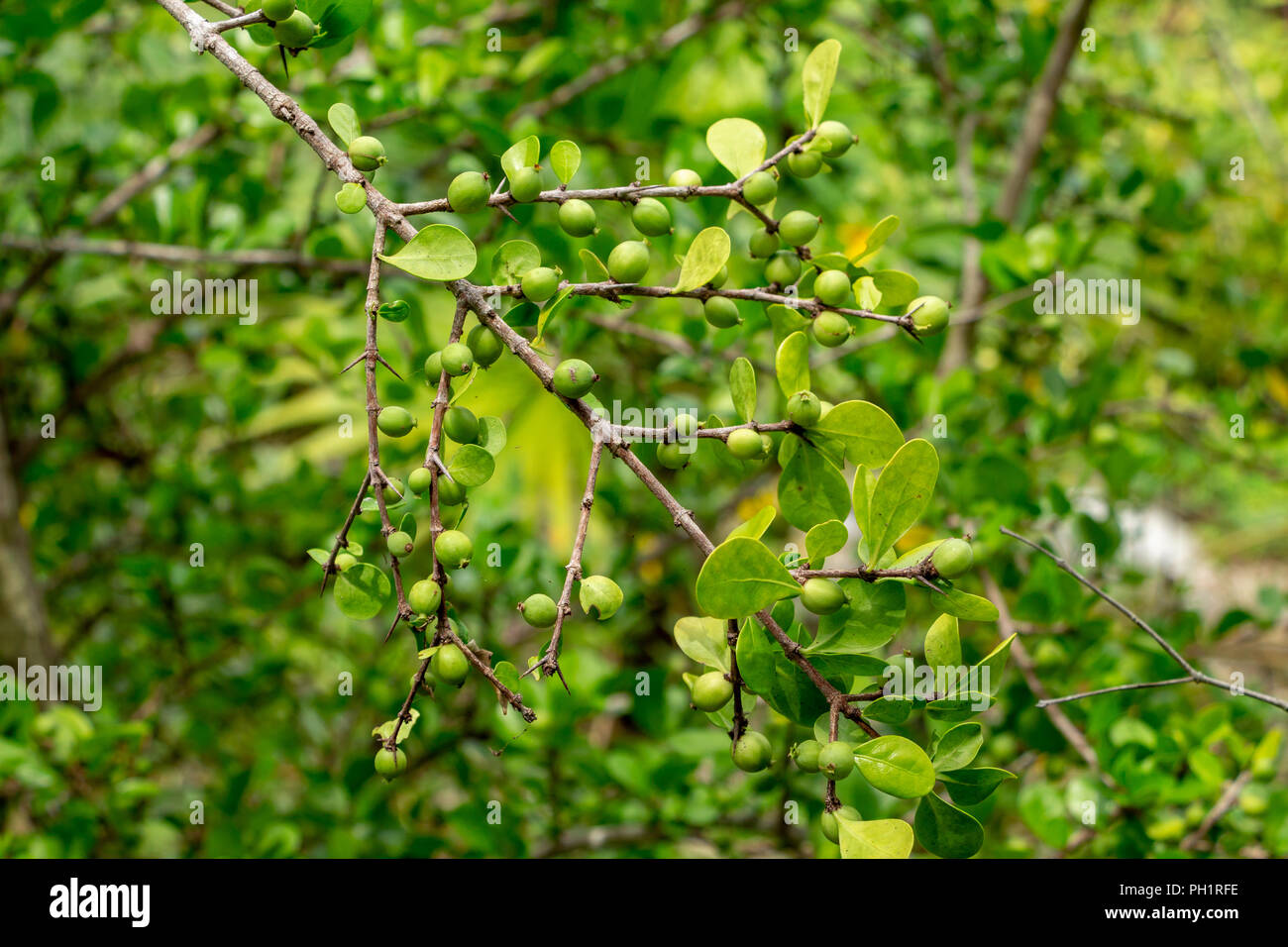 White indigoberry (Randia aculeata) green fruit closeup - Davie, Florida, USA Stock Photo