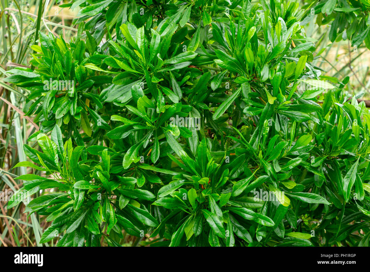 Hopbush (Dodonaea viscosa) - Davie, Florida, USA Stock Photo