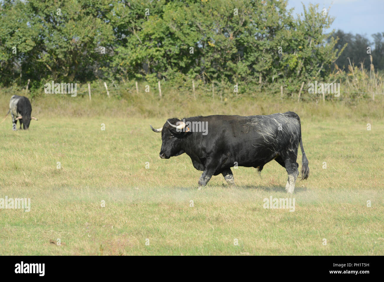 wild bulls seen in the Camargue in southern France Stock Photo