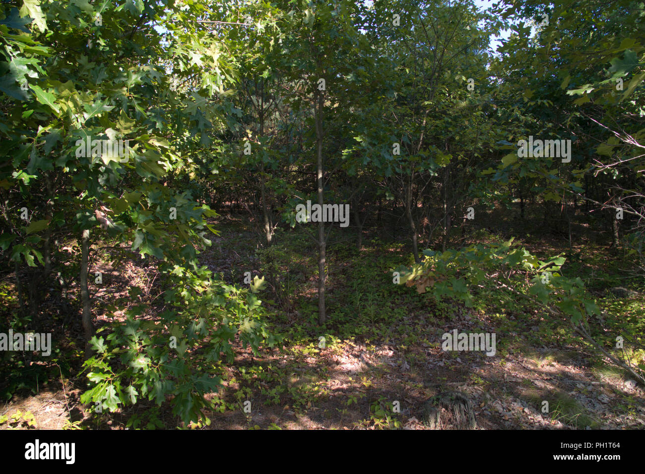 A small clearing in the woods in west Michigan. Oak saplings stretching to survive in the deep dark forest. Stock Photo