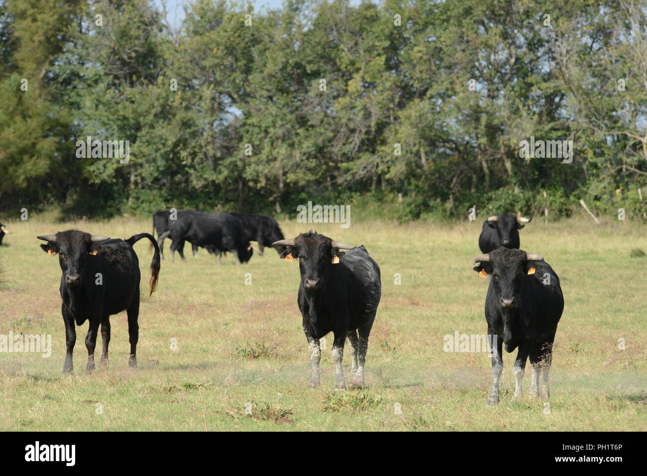 wild bulls seen in the Camargue in southern France Stock Photo