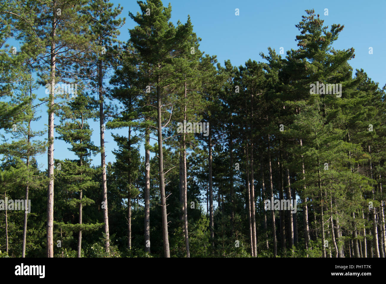 White Pine forest in west Michigan Stock Photo Alamy