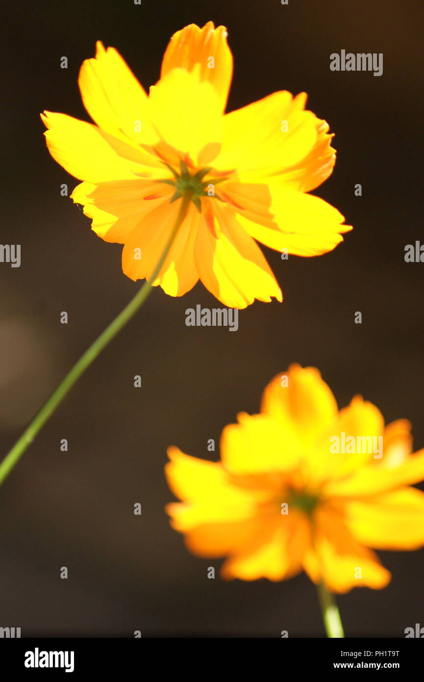 cosmos à fleur jaune , yellow cosmos flower, gelbe Kosmosblüte, flor  amarilla del cosmos, fleur jaune et orange, orange and yellow flower Stock  Photo - Alamy