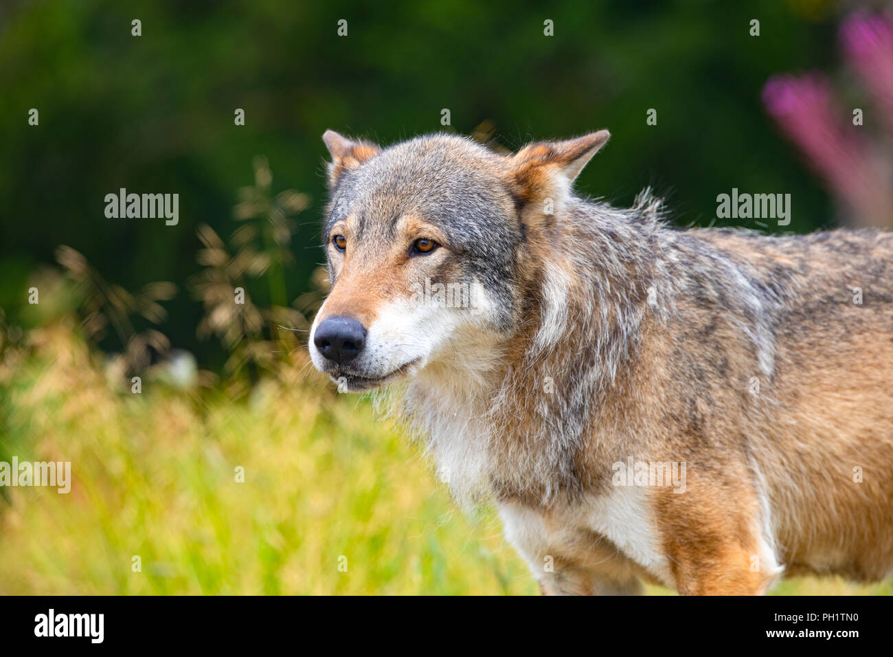 Large male grey wolf standing in a field in the forest Stock Photo